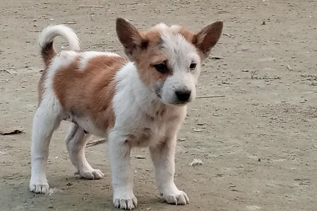 被狗咬破傷風症狀