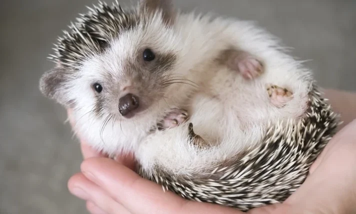 養刺蝟要準備什麼