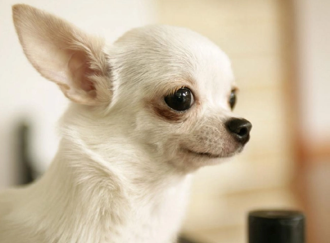 吉娃娃吃什麼？完整飲食指南與常見問題解答