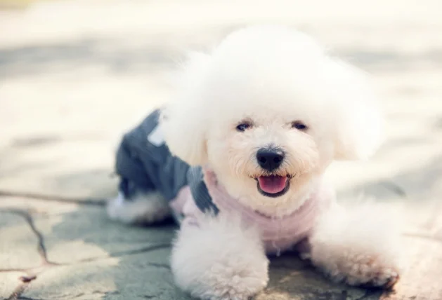 心絲蟲藥忘記餵