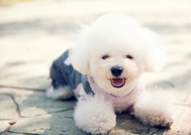 心絲蟲藥忘記餵怎麼辦？獸醫教你緊急處理與預防方法