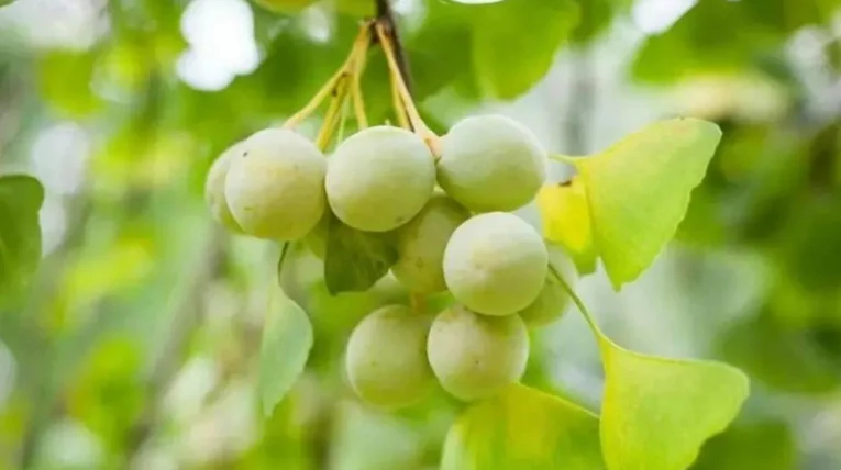 白果的功效和禁忌