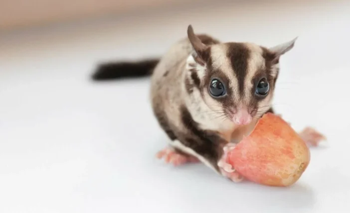 蜜袋鼯可以吃葡萄嗎