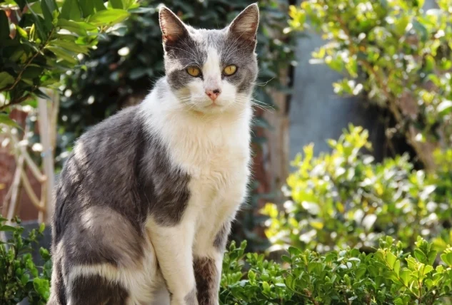 貓咪可以聞蒜頭嗎