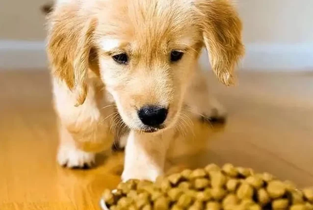 狗狗白內障手術風險