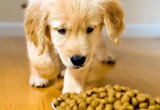 狗狗白內障手術費用 狗狗白內障手術費用