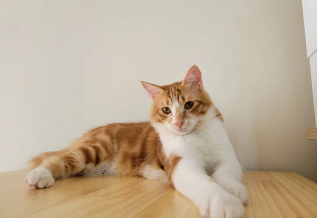 混種貓成長階段 混種貓成長階段