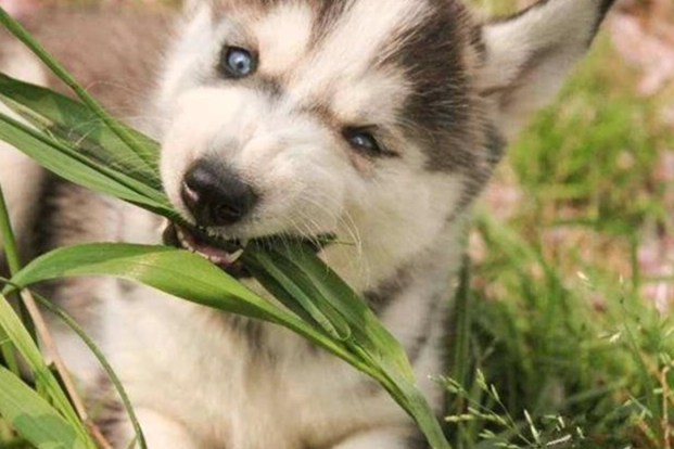 難養狗品種 難養狗品種