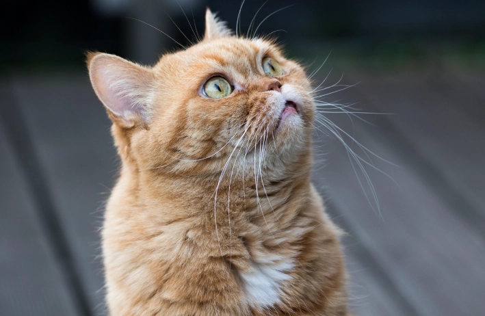 法米納罐頭哪裡買