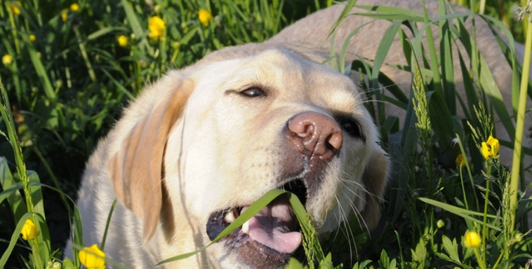 新手養狗注意事項 新手養狗注意事項