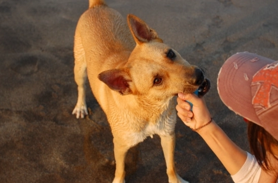 混種貓智力測試 混種貓智力測試