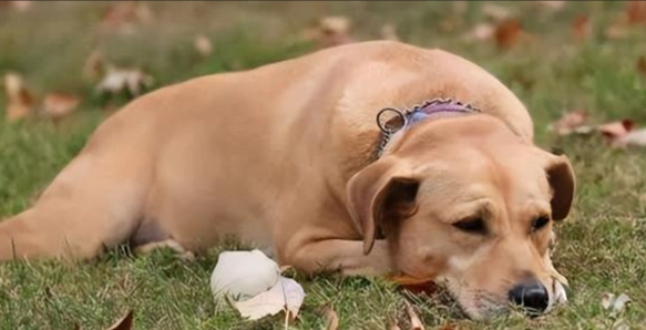 貓草狗狗可以吃嗎 貓草狗狗可以吃嗎