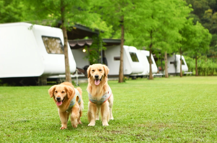 阿里山 帶狗 阿里山 帶狗