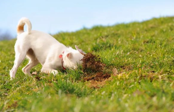 寵物小麥草種植 寵物小麥草種植