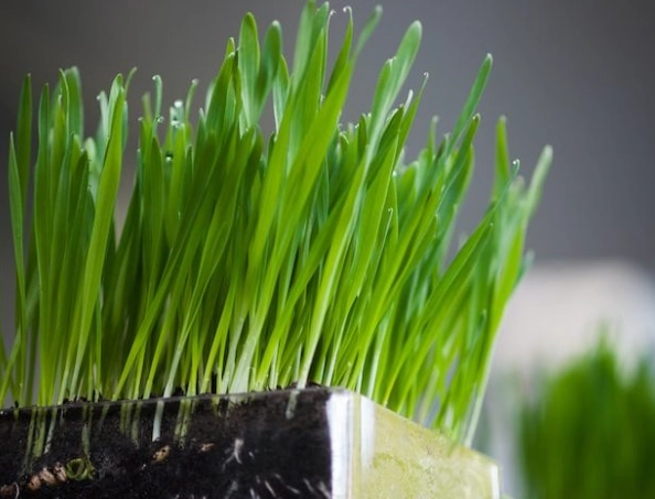 狗狗吃小麥草 狗狗吃小麥草