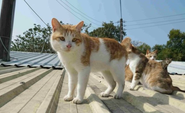 阿里山 寵物友善 阿里山 寵物友善