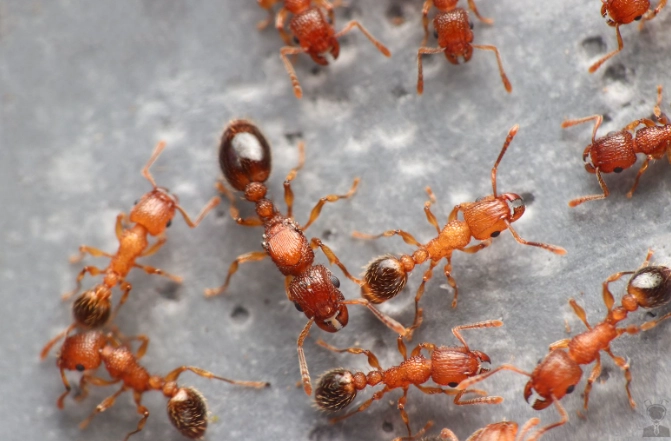 紅螞蟻生態世界 評論 紅螞蟻生態世界 評論