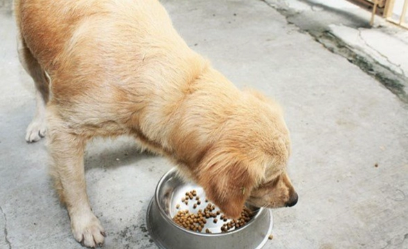 狗狗眼睛白內障