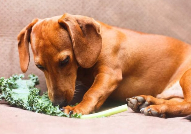 芥蘭菜對狗有害嗎 芥蘭菜對狗有害嗎