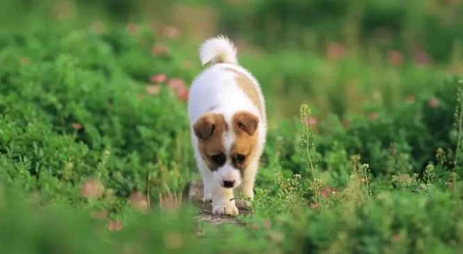 難養狗品種 難養狗品種