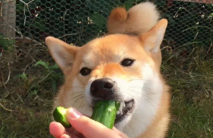 狗狗 可以吃 的 水果 狗狗 可以吃 的 水果