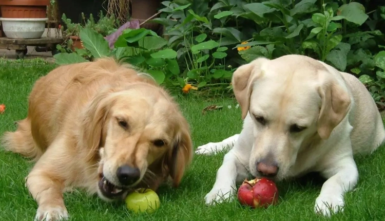 狗 鮮食 食譜 狗 鮮食 食譜