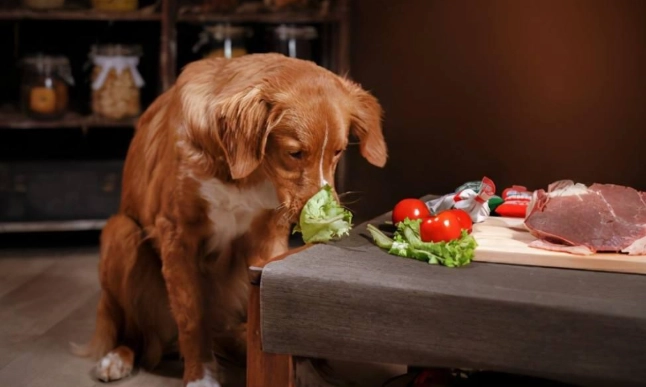 狗狗可以吃芥蘭菜嗎 狗狗可以吃芥蘭菜嗎