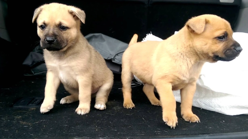 貓智商提升方法 貓智商提升方法