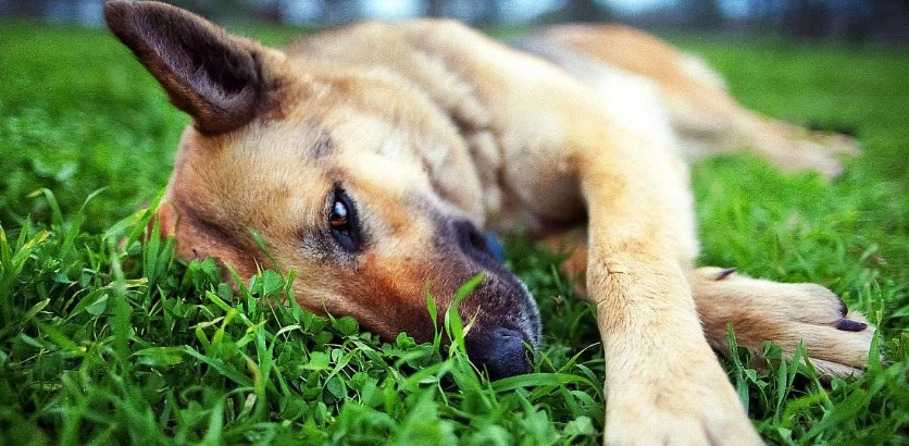貓草狗狗可以吃嗎 貓草狗狗可以吃嗎