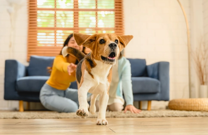 米克斯貓智商 米克斯貓智商