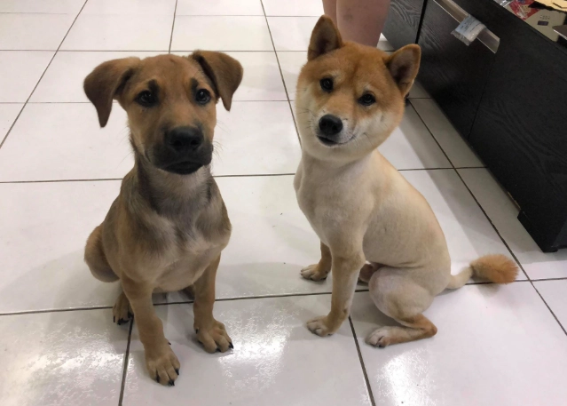 混種貓智力測試 混種貓智力測試