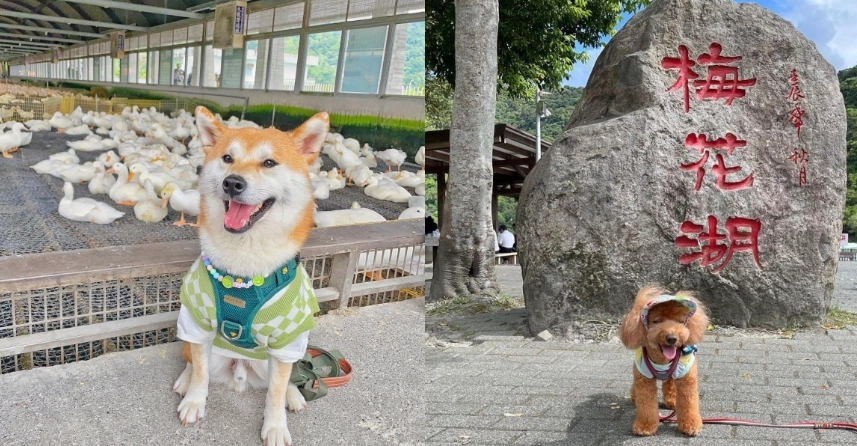 阿里山 寵物友善 阿里山 寵物友善