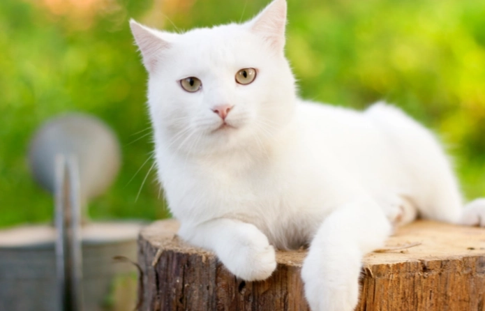 米克斯貓長大後樣子 米克斯貓長大後樣子