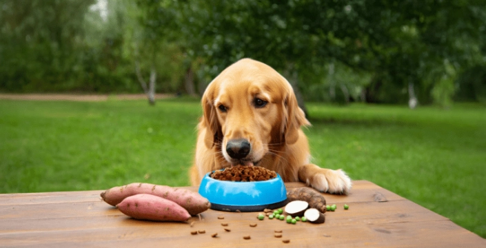 狗狗白內障手術費用 狗狗白內障手術費用