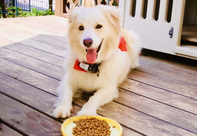 狗狗白內障治療