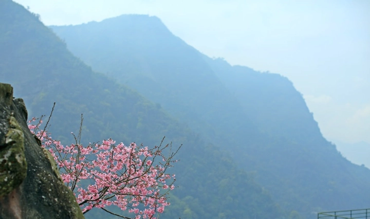 阿里山秘境 阿里山秘境