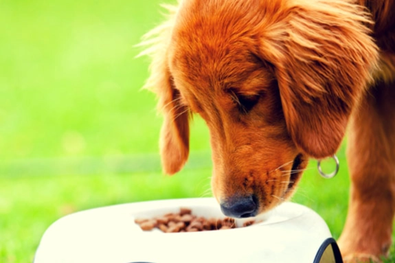 狗狗白內障術後照顧 狗狗白內障術後照顧