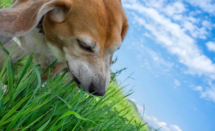 寵物小麥草種植 寵物小麥草種植