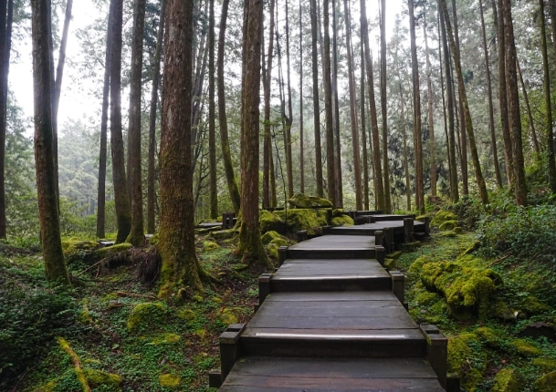 阿里山不開車交通 阿里山不開車交通