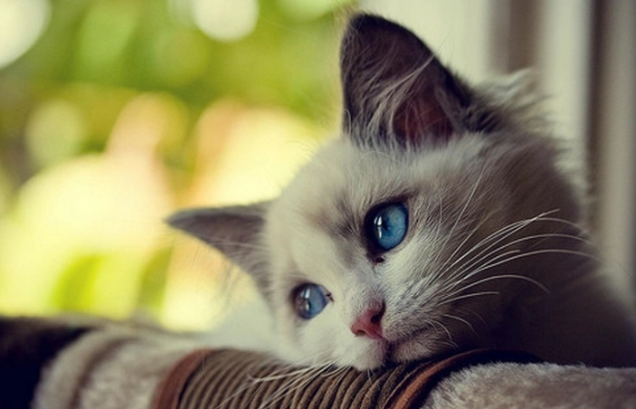 法米納罐頭評價