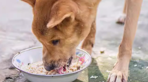 狗狗眼睛白內障