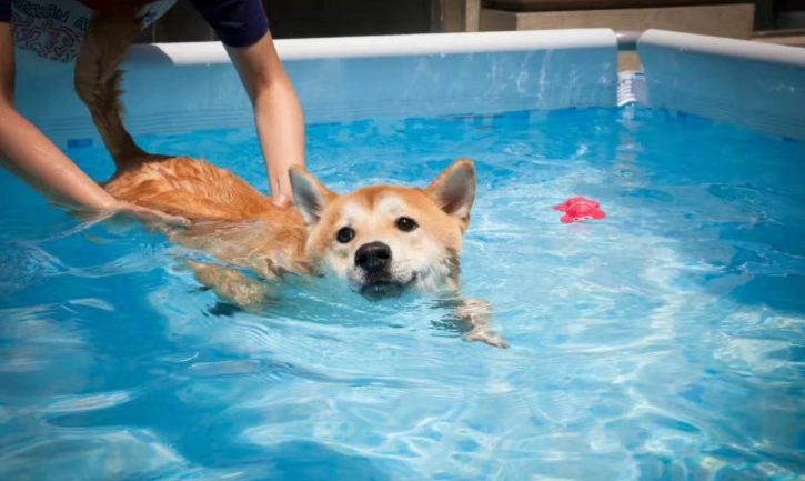 狗狗游泳安全