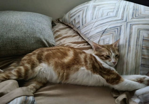 米克斯貓成長 米克斯貓成長