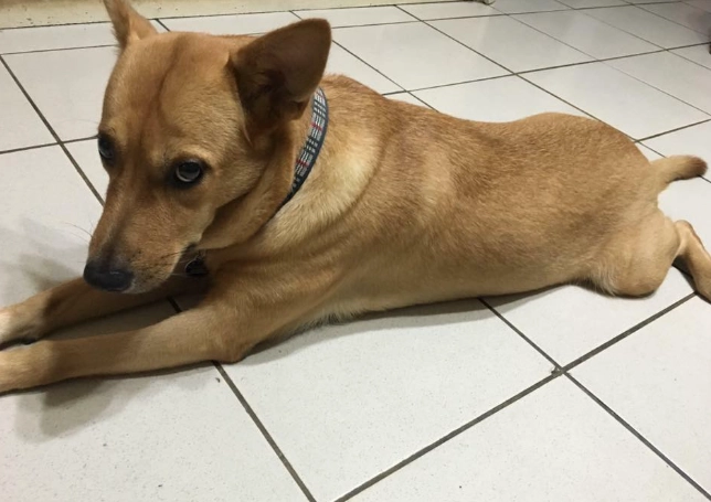 米克斯貓智商 米克斯貓智商