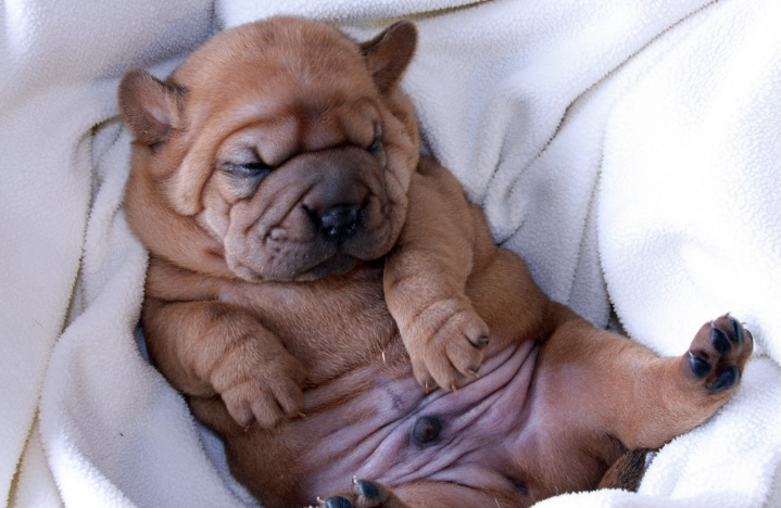 貓智商提升方法 貓智商提升方法