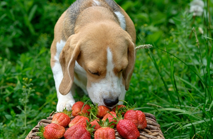 狗狗 可以吃 的 水果 狗狗 可以吃 的 水果