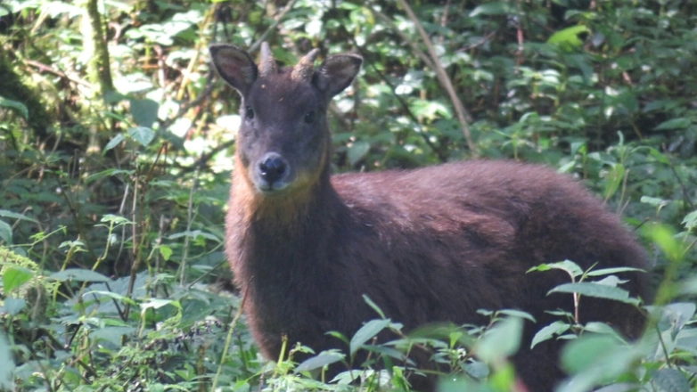 阿里山 寵物 阿里山 寵物