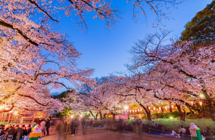 上野夜間活動 上野夜間活動
