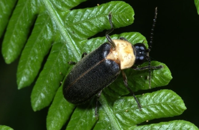 螢火蟲觀賞季節