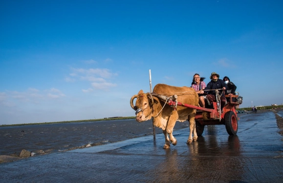 牛車體驗推薦